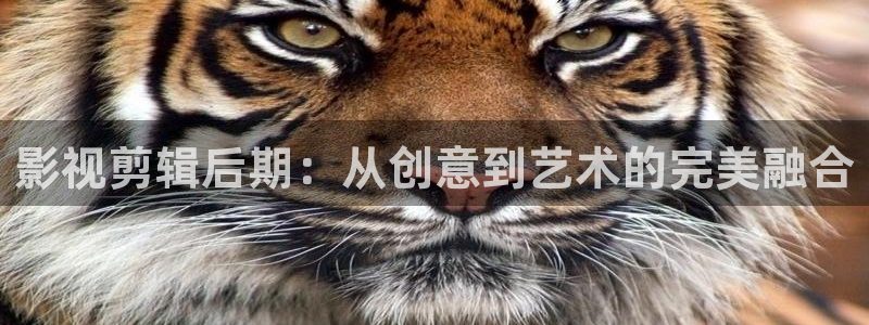 飘花电影网麻豆：影视剪辑后期：从创意到艺术的完美融合